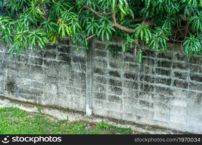 Texture of Abstract old white brick cement wall in industrial building and green grass plants with green vine leaves that grows naturally background background copy space