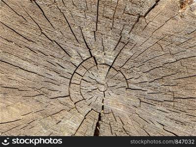 Texture of an old log, slice, background
