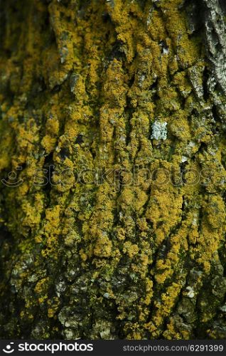 texture of an old tree bark with moss close up
