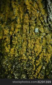 texture of an old tree bark with moss close up