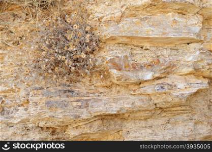 Texture of ancient stone wall with dry flowers
