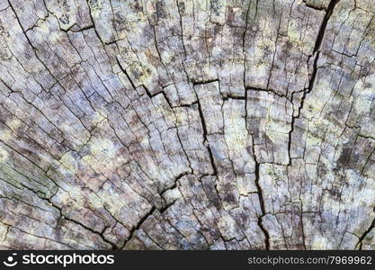 texture of bark wood use as natural background