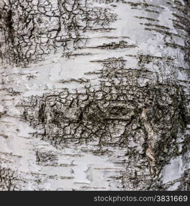 Texture of birch bark