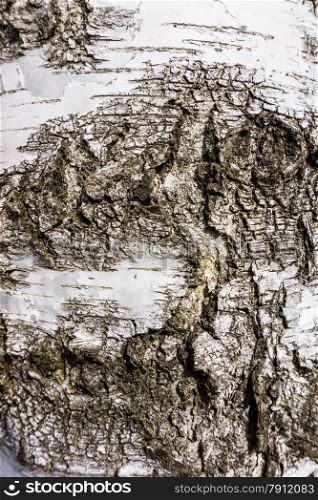 Texture of birch bark