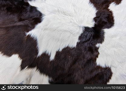 Texture of brown Cow skin coat with fur black white and brown spots