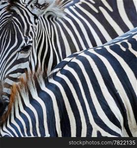 Texture of Common Zebra skin background