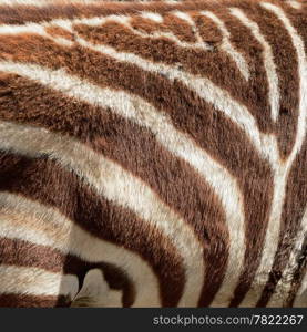 Texture of Common Zebra skin background