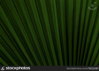 texture of dark green exotic palm leaves, background image