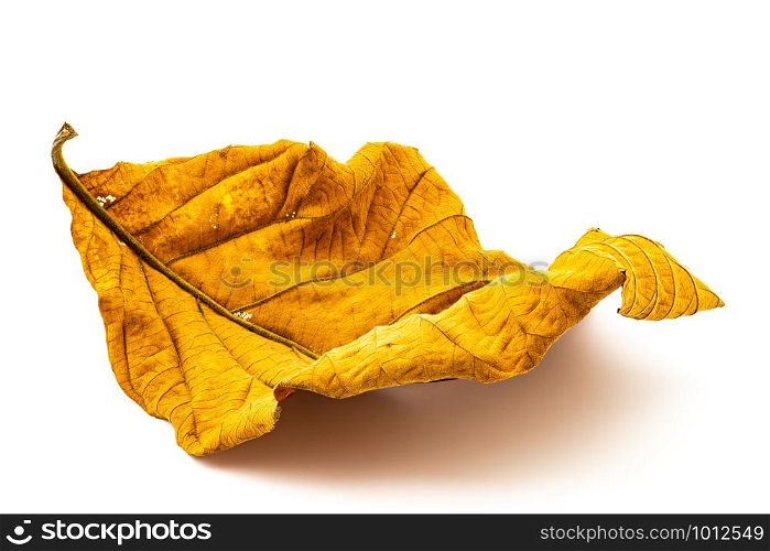 Texture of dry leaf on white background