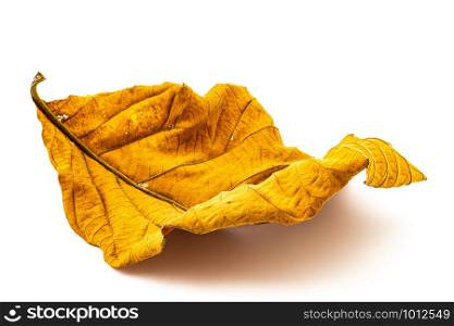 Texture of dry leaf on white background