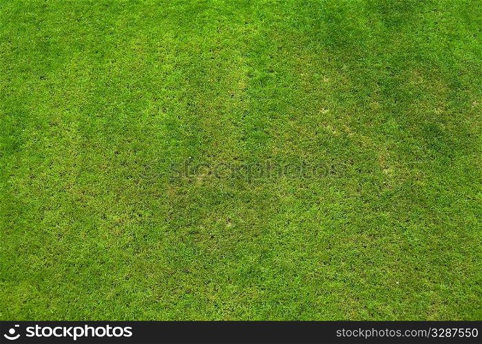 texture of fild of fresh green grass background
