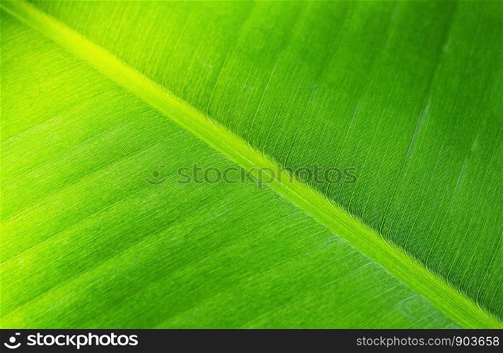 Texture of Fresh Green banana leaf.