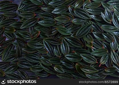 texture of fresh green exotic leaves background, low key. fresh green leaves