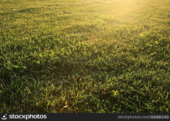 texture of fresh green grass