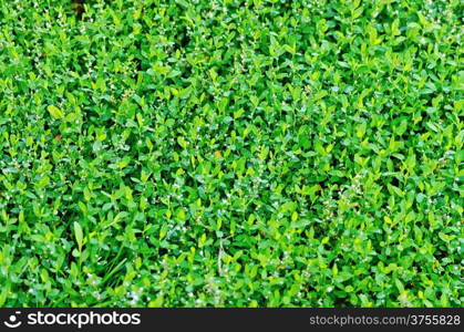 Texture of fresh green grass with small white flowers