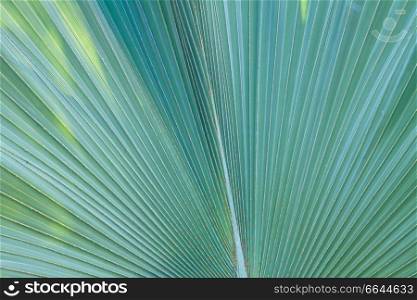 texture of fresh green leaf macro close up  background. green leaf