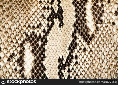 Texture of genuine snakeskin. Close up real leather texture
