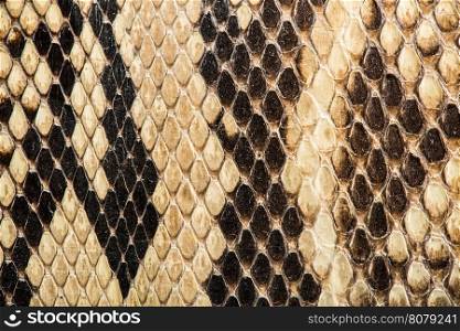 Texture of genuine snakeskin. Close up real leather texture