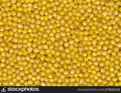 Texture of Grains Millet. Background of ripe grain