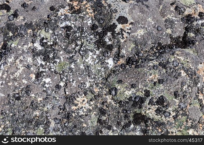 Texture of gray rock surface with lichen in tundra