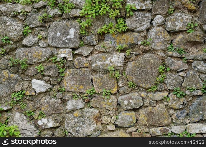 Texture of gray stone wall covered with lichen and plants