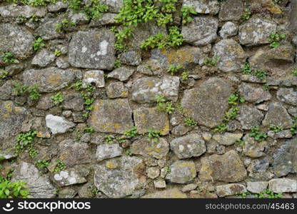 Texture of gray stone wall covered with lichen and plants