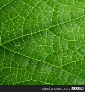 texture of green cucumber leaf, close up, full frame