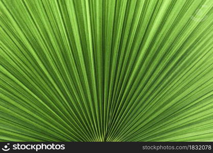 texture of green exotic (Livistona Rotundifolia) palm leaves, background image