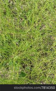 texture of green grass, background
