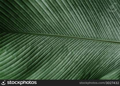 Texture of green leaf in nature. Abstract background of line pat. Texture of green leaf in nature. Abstract background of line pattern.