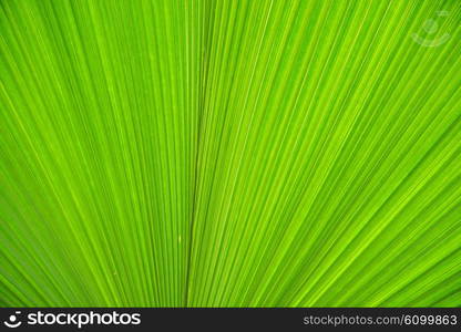 Texture of green leave for your background