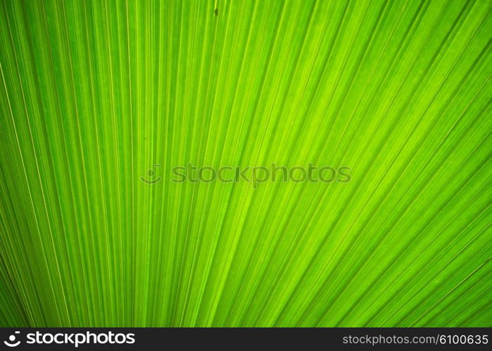 Texture of green leave for your background