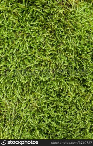 Texture of green moss