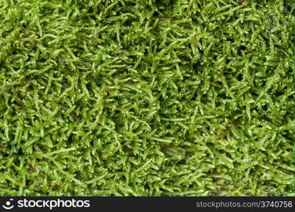 Texture of green moss