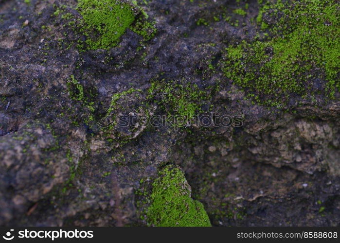 texture of green moss grow on rock surface background-image