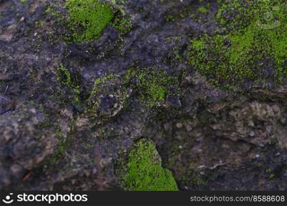 texture of green moss grow on rock surface background-image
