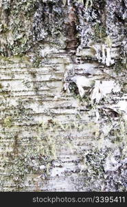 Texture of nature Tree bark
