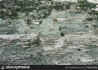 Texture of old green bark wood