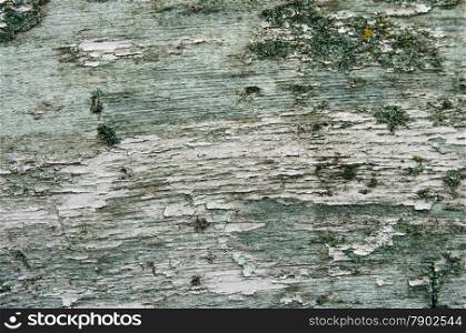 Texture of old green bark wood