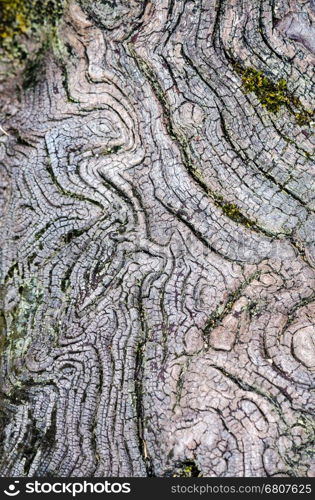 Texture of old wood in nature that is water erosion.