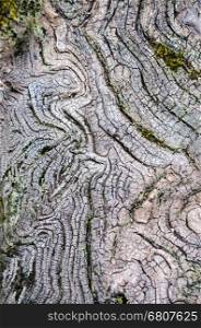 Texture of old wood in nature that is water erosion.