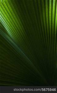 Texture of Palm leaf close-up
