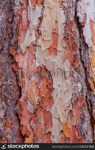 texture of pine closeup