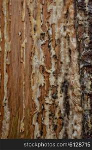 Texture of pine trunk with dried resin closeup
