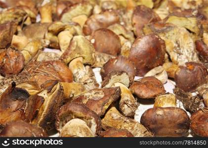 Texture of Polish mushroom (Xerocomus badius).
