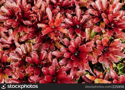 Texture of  Red Bromeliad flower in the garden with nature ground