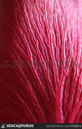 Texture of red leaf. Macro vien petal.