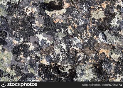 Texture of rock surface with lichen in tundra