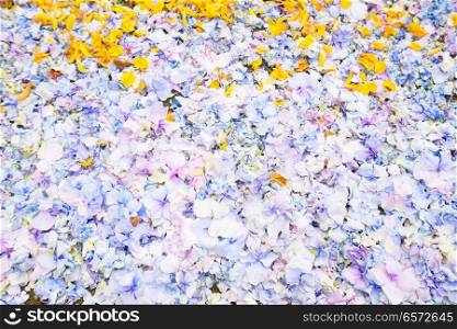 texture of scattered hortenzia flowers petals background. flowers petals background