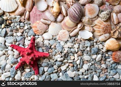 Texture of seashells and red starfish lying on seashore